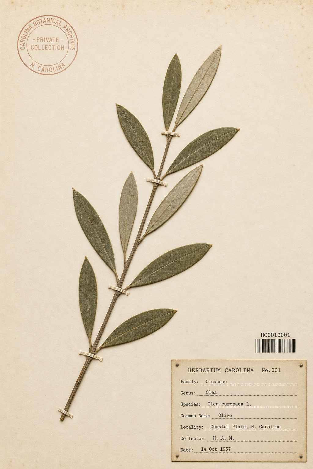 Herbarium specimen sheet of an olive sprig with a pressed Carolina collection stamp.
